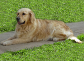 Golden retriever