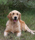 Golden retriever