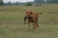 Golden retriever tábor