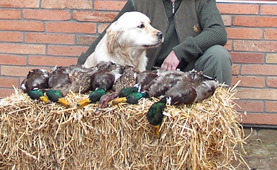 Golden retriever szukák