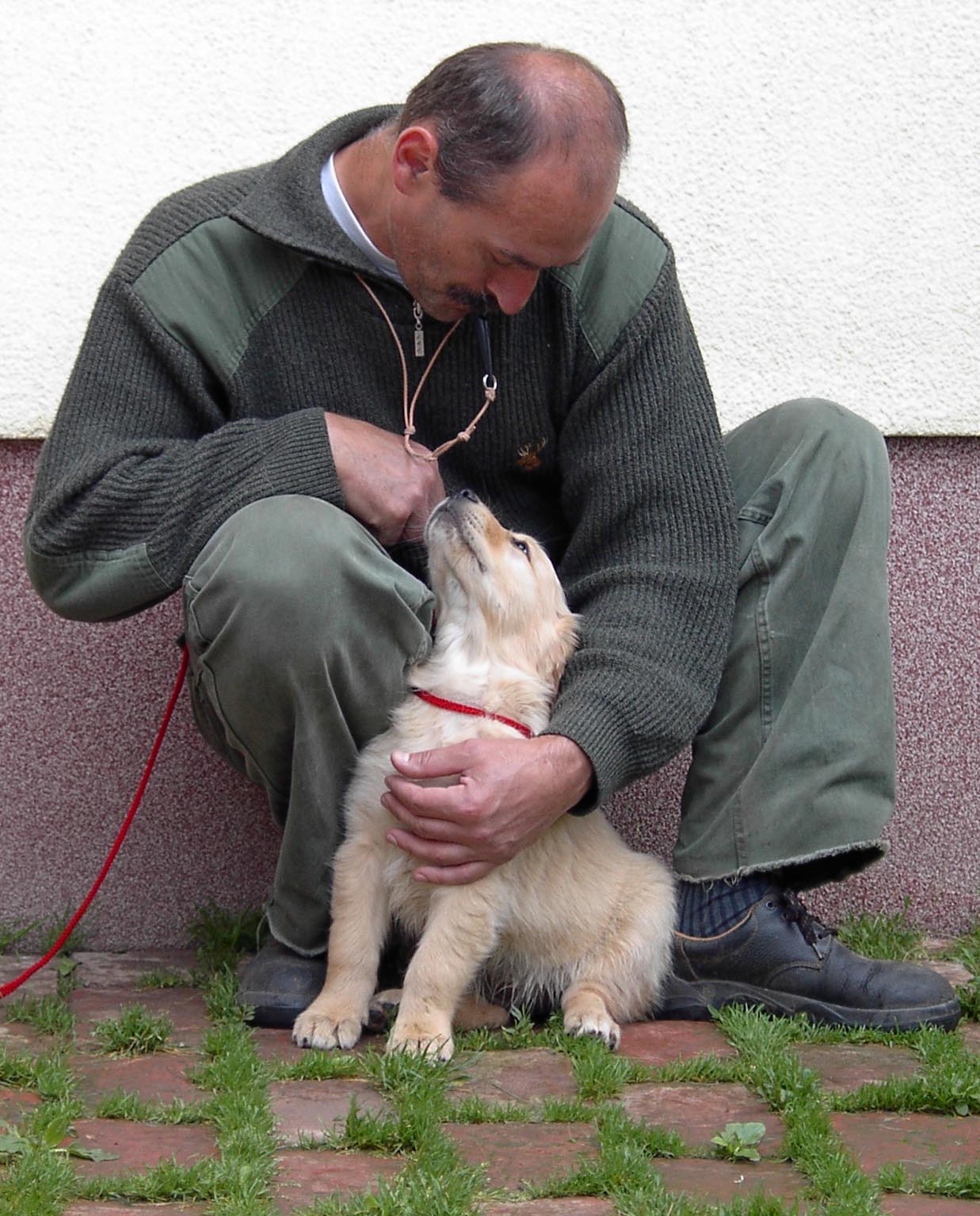 Golden retriever