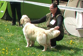 Golden retriever szukák