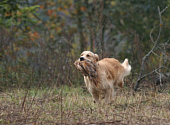 Golden retriever