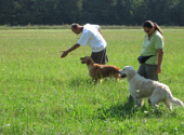 Golden retriever